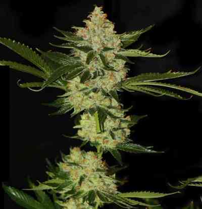 UnderDawg OG > TH Seeds | Feminized Marijuana   |  Indica